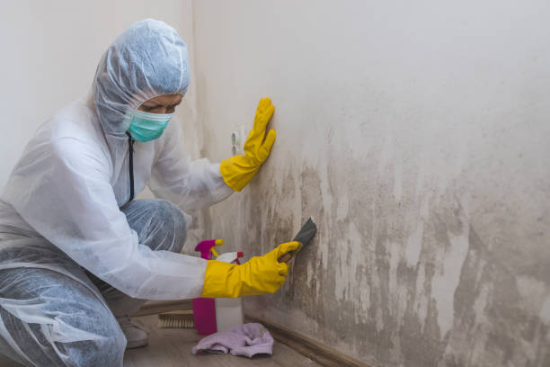 Best Black Mold Removal  in Candler Mcafee, GA