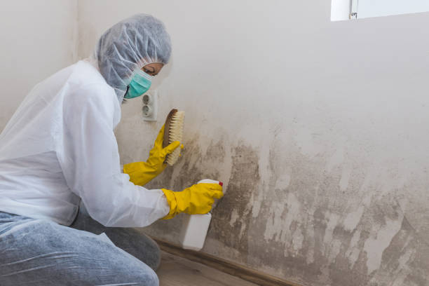 Best Professional Mold Removal  in Candler Mcafee, GA