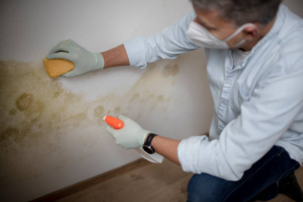 Best Same-Day Mold Removal  in Candler Mcafee, GA