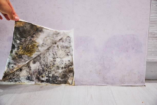 Best Mold Damage Repair  in Candler Mcafee, GA